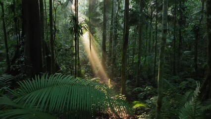 Aerial view of dense tropical forest with lush green canopy and morning sunlight, Molucca, Indonesia.