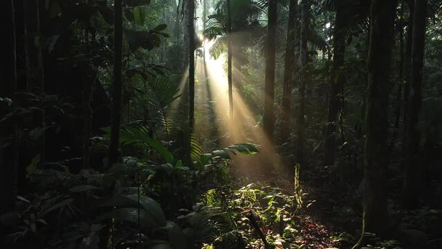 Aerial view of dense tropical rainforest with lush greenery and diverse flora, Molucca, Indonesia.