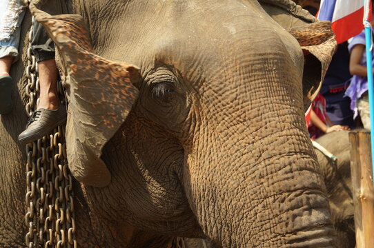 Close upView of Asian elephant's head photographed in Thai Elephant Day at Ban Puter, a Karen village in Mae Sot district, Tak Province, Thailand.