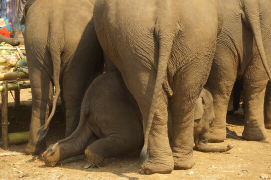 A baby elephant crawling under an elephant's belly stands eating a fruit buffet on Thai Elephant Day at Ban Puter, a Karen village in Mae Sot district, Tak Province, Thailand.
