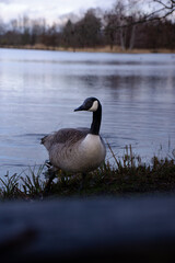 country goose on the lake