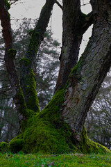 Fototapeta premium trees in the forest