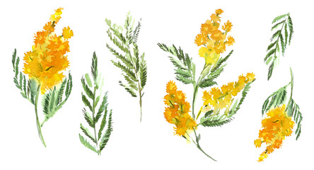Spring flowers. A set of yellow mimosa branches and inflorescences with green needle-shaped leaves and individual elements. Hand-drawn watercolor illustration on a white background for the design