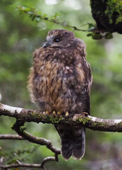 Owl on branch