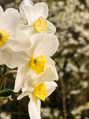 Bouquet of white daffodils on the background of cherry blossoms in the garden. The first spring flowers