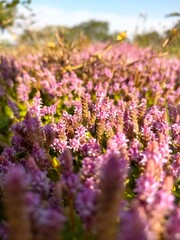 Fototapeta premium Rotala Rotundifolia
