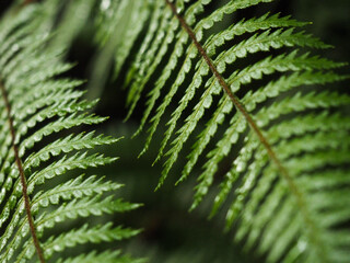 fern leaf background