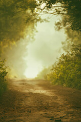 Foggy rural dirt path. Moody early morning hues. Empty dirt road. Forest path. Dirt way in the woods. lush green colors. Bright focal point. Perspective path. Cinematic lighting. Foggy, misty.