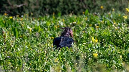 Ibis eremita, Ibis, Peligro de extinción, Vejer de la Frontera, Cádiz, ave, animal, naturaleza, pico, fauna, pareja