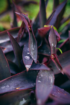 Closeup of  purple Flower of Tradescantia pallida or Purple Heart Spiderwort plant , with rain drops
