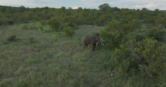 Aerial view of Elephants in Balule Nature Reserve, Maruleng, Limpopo region, South Africa.