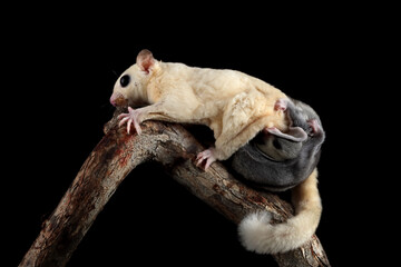 The Sugar Glider Leucistic (Petaurus breviceps) is holding the baby on branch