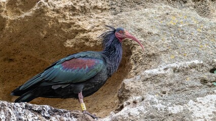 Ibis eremita, Ibis, Peligro de extinción, Vejer de la Frontera, Cádiz, ave, animal, naturaleza, pico, fauna, 