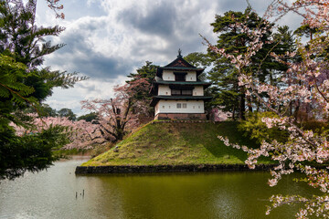 Colorful Cherry Blossom (Sakura) and an old castle keep (Hirosaki Park, Aomori, Japan)