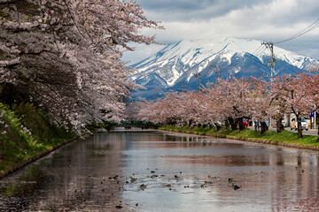 Beautiful Cherry Blossom around a small river with huge, snowcapped volcano behind