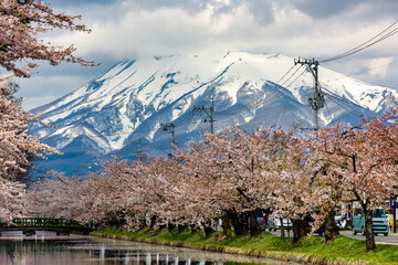 Beautiful, vivid Cherry Blossom (Sakura) with a towerig, snow-capped volcano behind