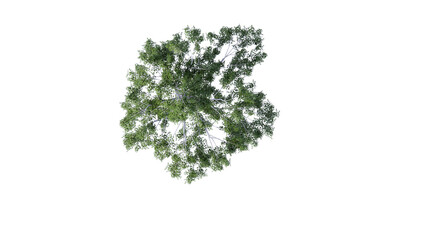 tree side view top dicut png