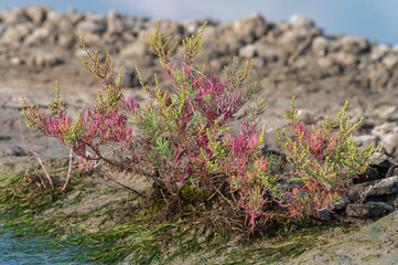 Closeup Herbaceous sea-blite at salt marshes in Thailand.