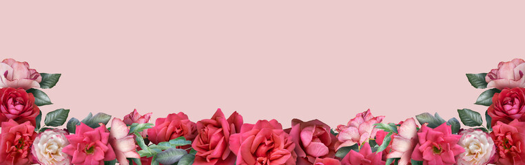 Floral banner, header with copy space. Red roses isolated on pastel pink background. Natural...