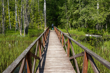 Wooden pedestrian bridge over a wetland in the forest. Hiking trail in a forest area. A tourist with a backpack walks along a path through a swamp. Traveling and hiking. Ecological tourism.