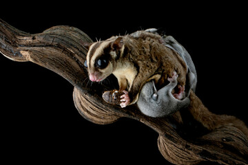 The Sugar Glider (Petaurus breviceps) is holding the baby on branch
