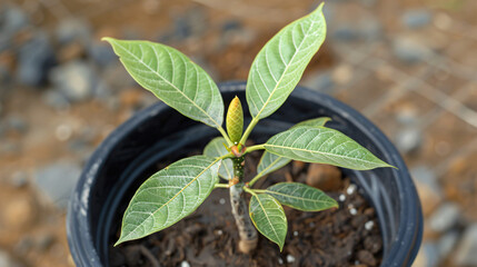 Top view of mango seedling with seed.