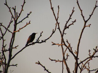 zwitschernder Vogel im Frühling in der Natur