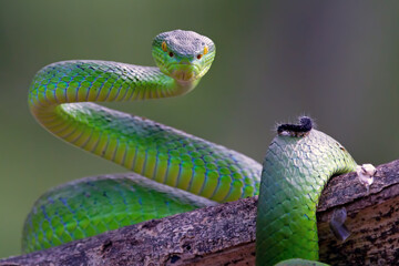 Green albolaris snake side view, animal closeup, green viper snake closeup head, Indonesian viper snake