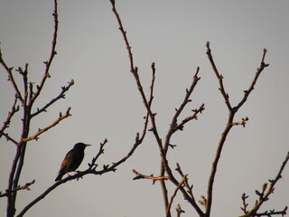 zwitschernder Vogel im Frühling in der Natur