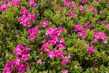 Fototapeta na wymiar A meadow in the mountains with rhododendron pink flowers.