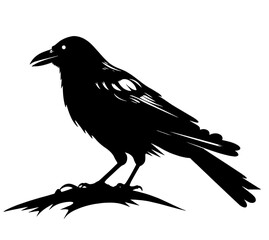 Fototapeta premium crow on a white background