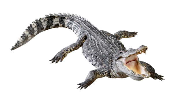 Crocodile opens its mouth isolated