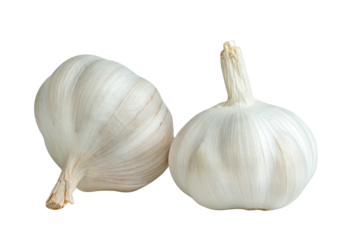 fresh garlic isolated