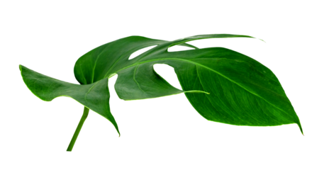Green leaves pattern ,leaf monstera isolated