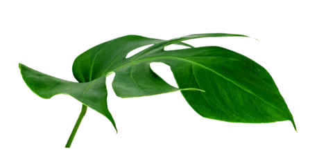 Fotobehang Tropisch Green leaves pattern ,leaf monstera isolated  © sirawut