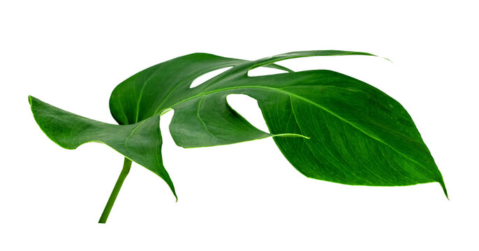 Green leaves pattern ,leaf monstera isolated