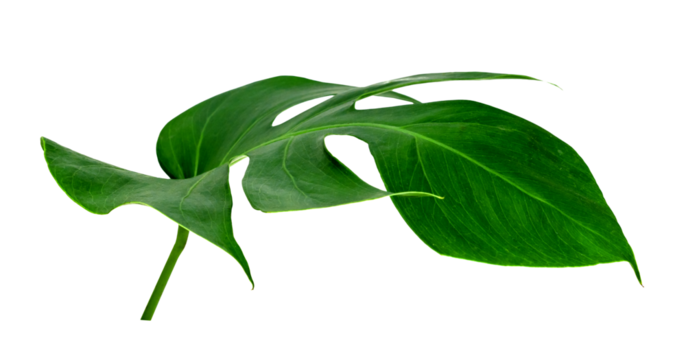 Green leaves pattern ,leaf monstera isolated