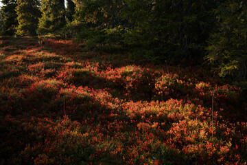 Colorful autumn colors of the blueberry (Vaccinium myrtillus) leaves in a spruce forest....