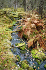 Fototapeta na wymiar A small spring-fed brook in the autumnal woods with mossy rocks and ferns on the banks, Finnish Lapland