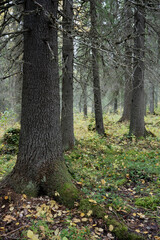 Naklejka premium Autumnal old-growth spruce forest in Finnish Lapland