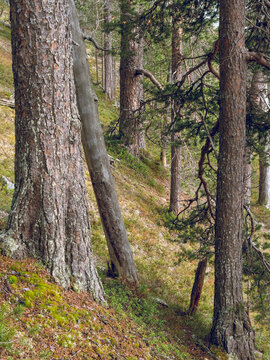 Old-growth pine forest in Urho Kekkonen National Park, Sodankylä, Finnish Lapland