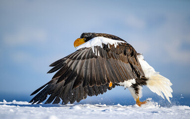 Steller's sea eagle landing on snow, Hokkaido, Japan