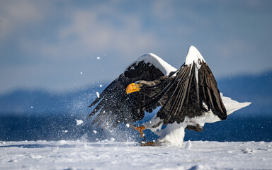 Steller's sea eagle landing on snow, Hokkaido, Japan