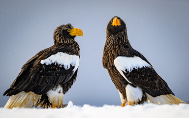 Steller's sea eagles, Hokkaido, Japan