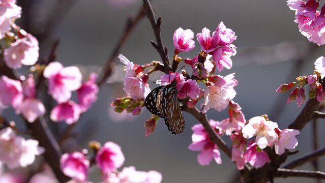 Blue tiger butterfly collecting nectar in slow motion