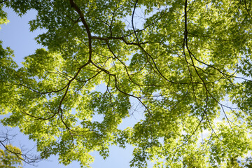 Obraz premium 新緑のカーテン 若もみじ