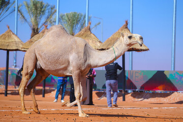 Saudi Arabia Pictures of artistic camels