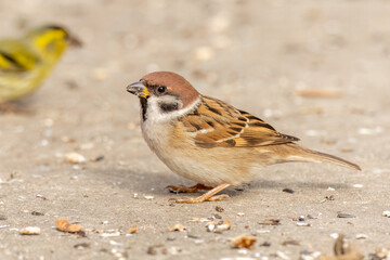 Eurasian tree sparrow is perched on the ground and eating sunflower seeds