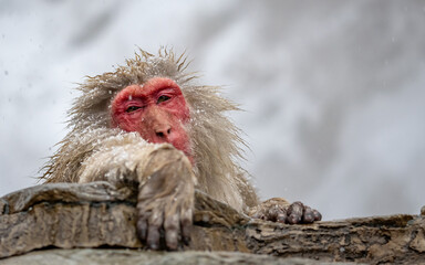 Japanese macaque (snow monkey), in Hell's Valley, Japan