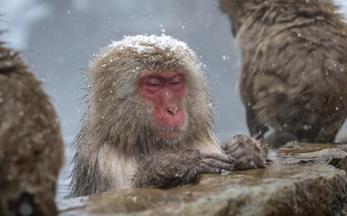 Bathing Japanese macaque (snow monkey), in Hell's Valley, Japan